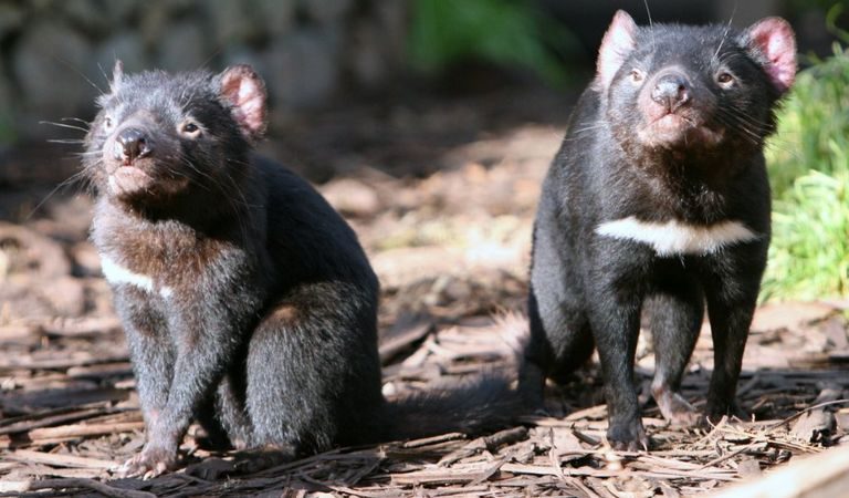 Ohustatud Tasmaania kuradid taas Austraalia looduses